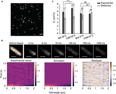 Measurement of Protein Mobility in Listeria monocytogenes Reveals a Unique Tolerance to Osmotic Stress and Temperature Dependence of Diffusion